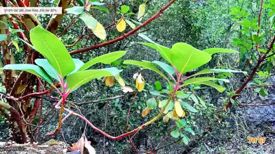 עץ הקטלב בנחל קטלב