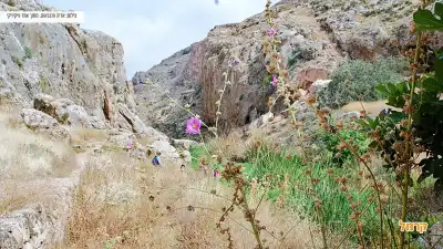 פרחים סגולים לאורך המסלול פרחים סגולים לאורך המסלול