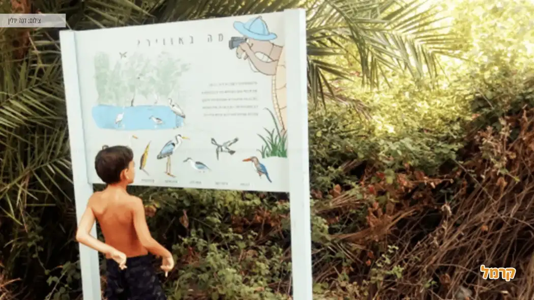 מג'רסה