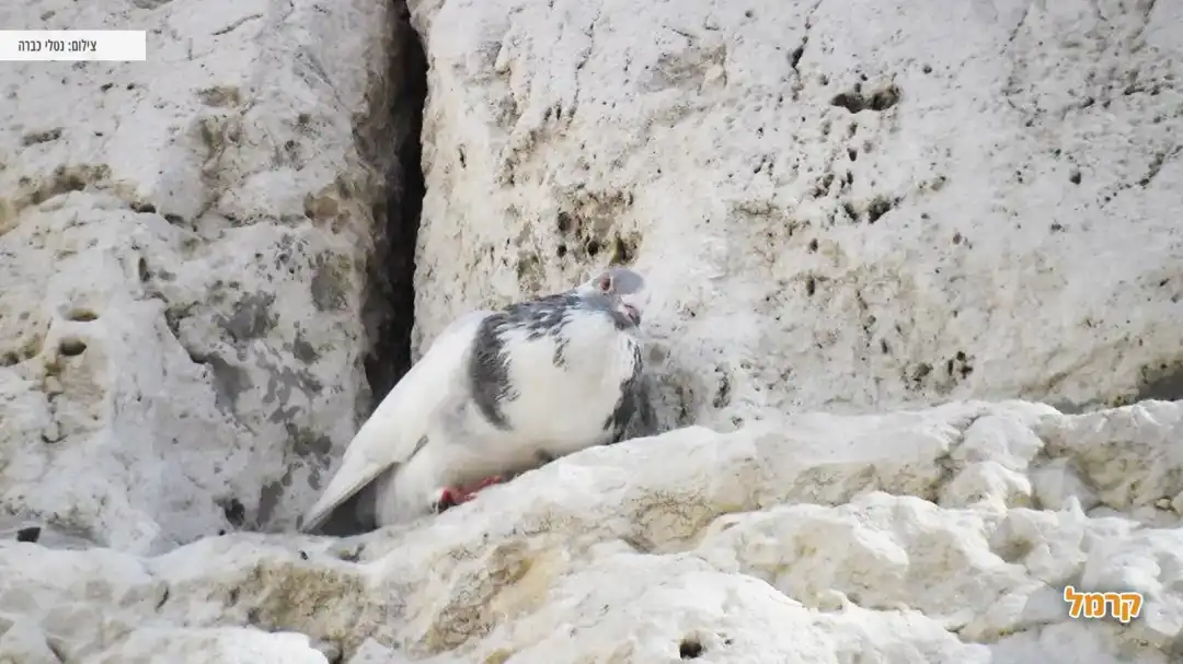 כיפת הזהב בכותל המערבי