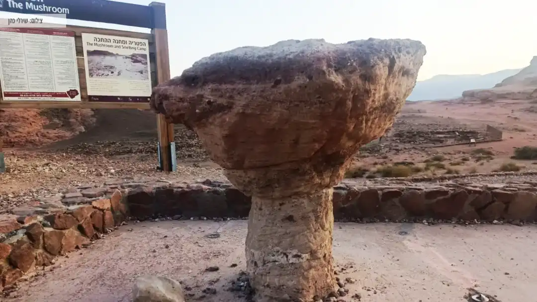 הפטריה מקרוב