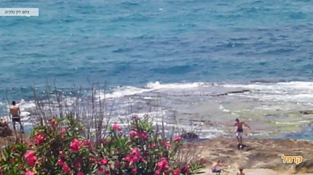 פרחים יפים מנקודת תצפית על החוף