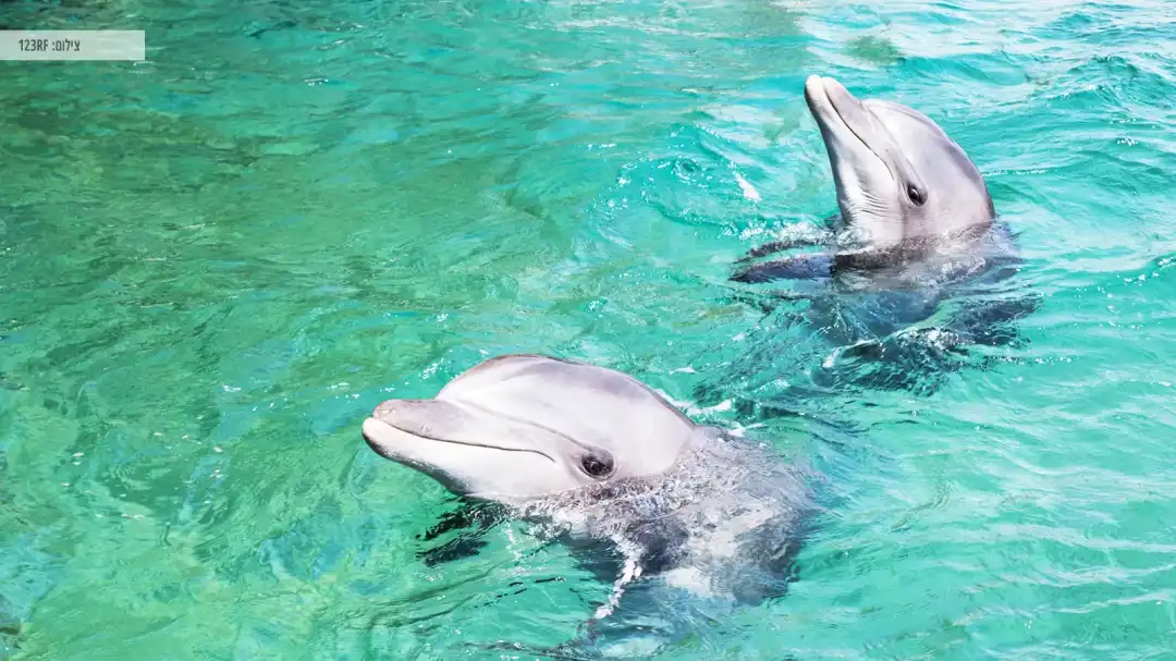 ריף הדולפינים