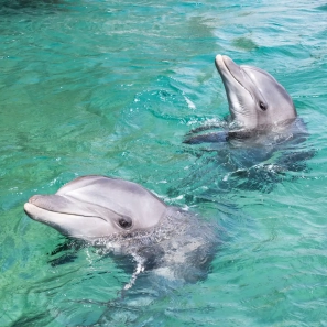ריף הדולפינים - חוויה מרתקת במים