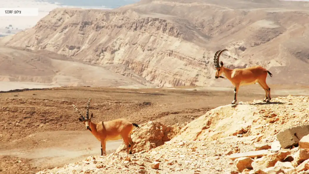 חוויה לכל המשפחה בחאן עין גדי