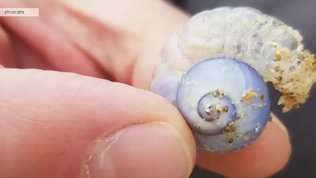 חילזון שקוף