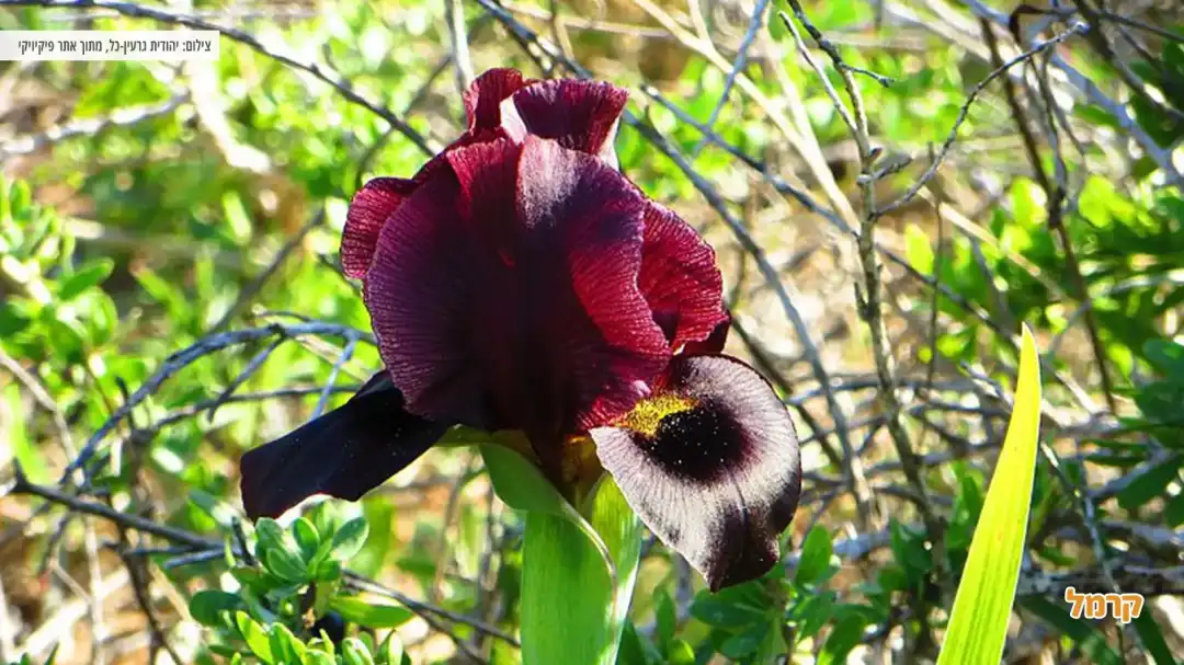פרח אירוס הארגמן