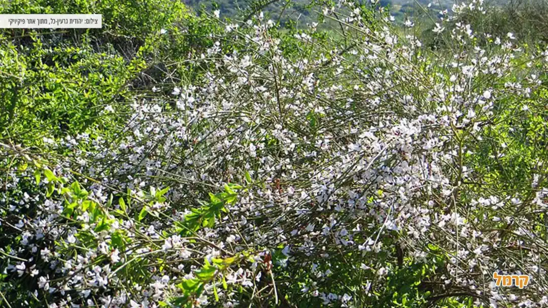 מרסיה יפיפה