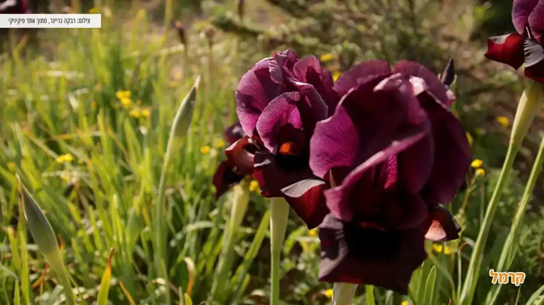 אירוס הארגמן