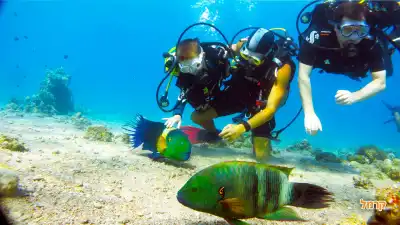 צלילה בחוף המגדלור עם יו דייב צלילה בחוף המגדלור עם יו דייב