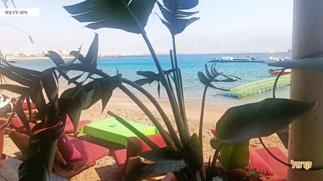 ישיבה בחוף הדקל