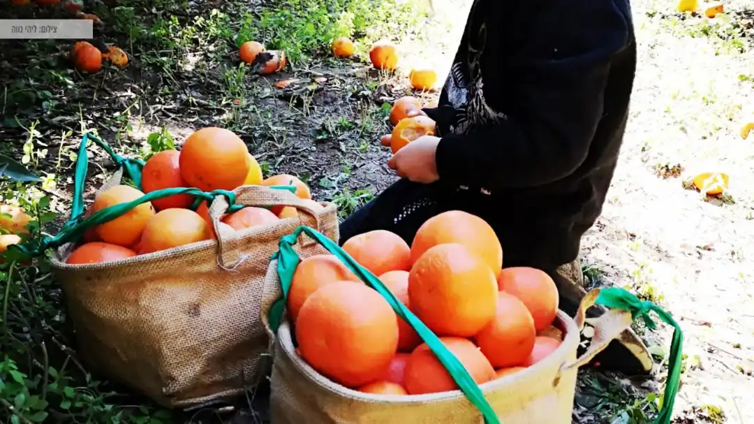 שביל התפוזים