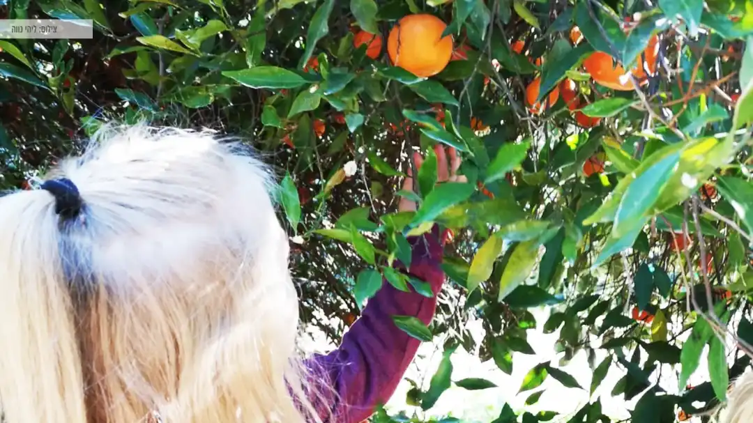 שביל התפוזים