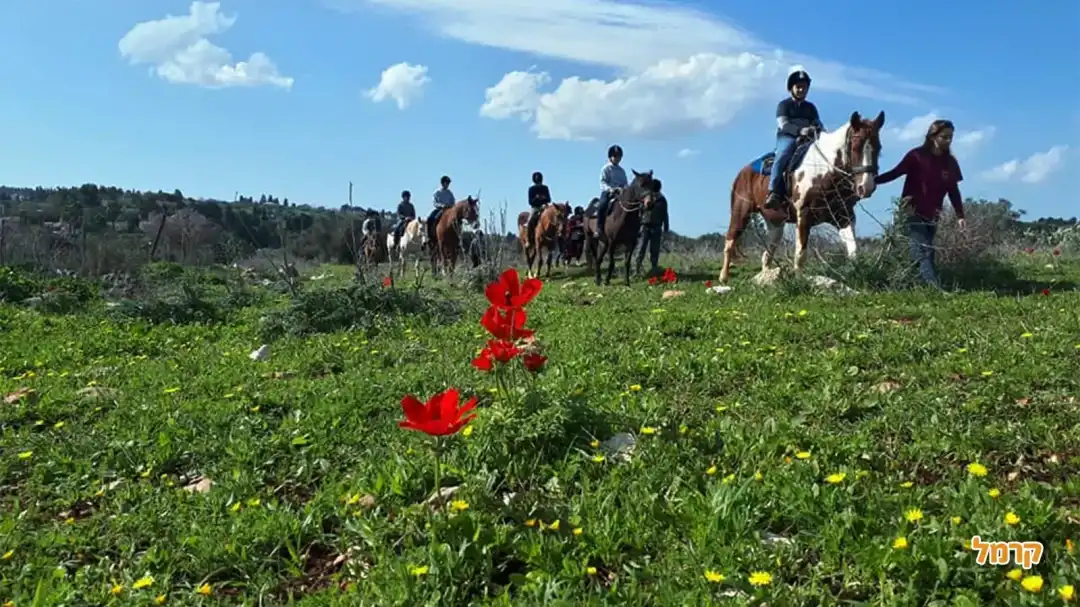 הפריחה בגליל