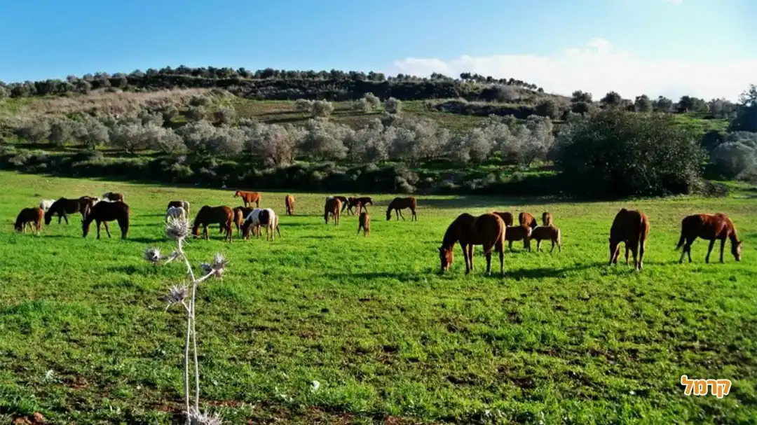 סוסים בשדה