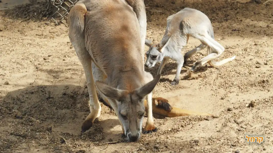חי כיף ראשון לציון