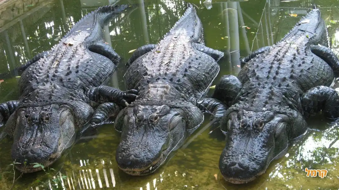 חי כיף ראשון לציון