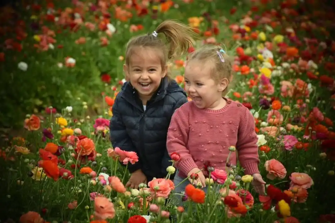 קטיף נוריות באר טוביה