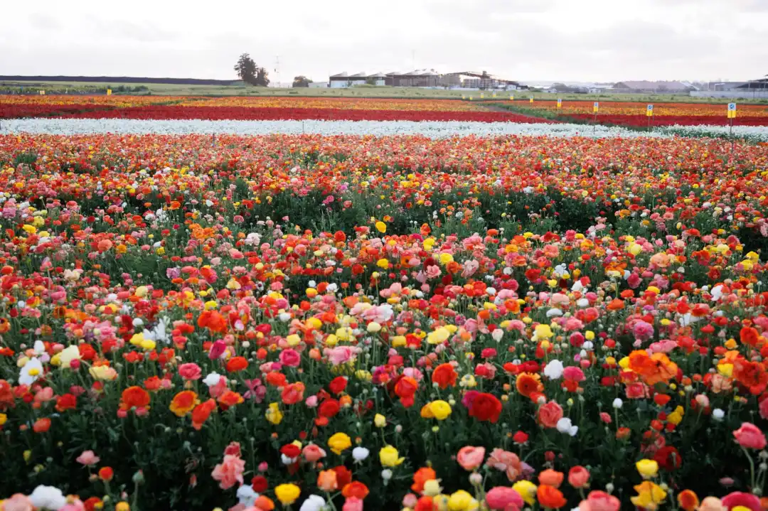 קטיף נוריות באר טוביה