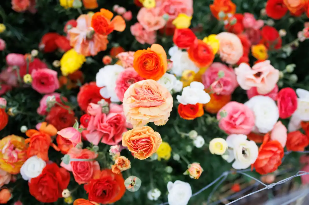 קטיף נוריות באר טוביה