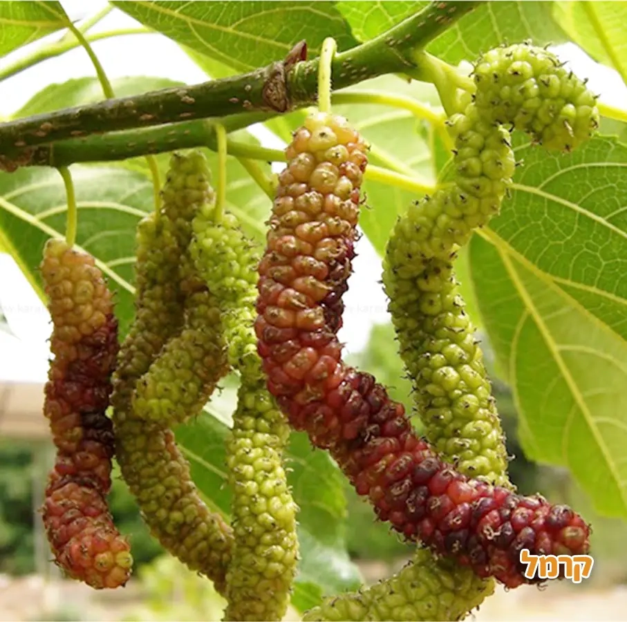 קטיף אודם