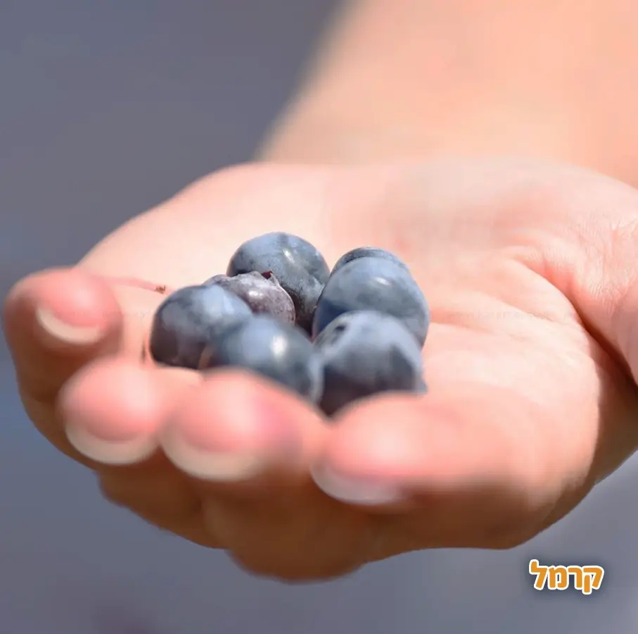 קטיף אודם