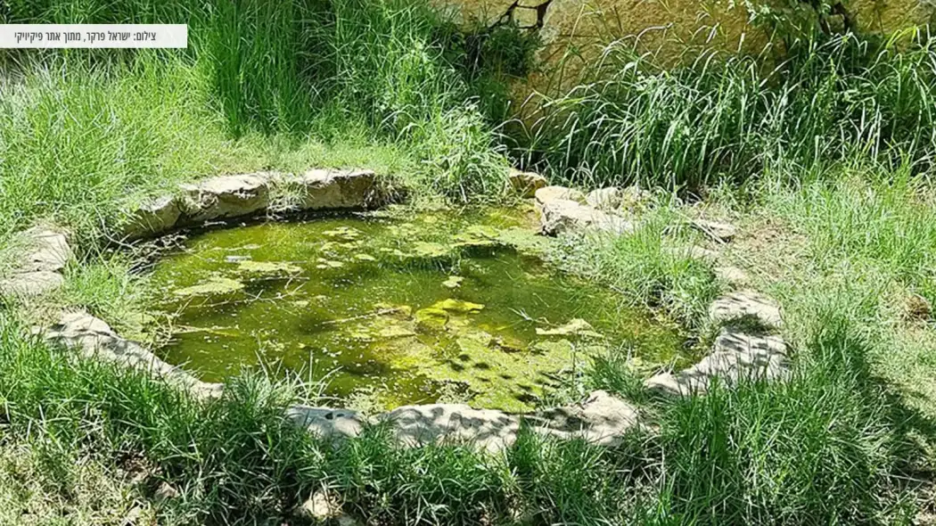 עיינות תלם