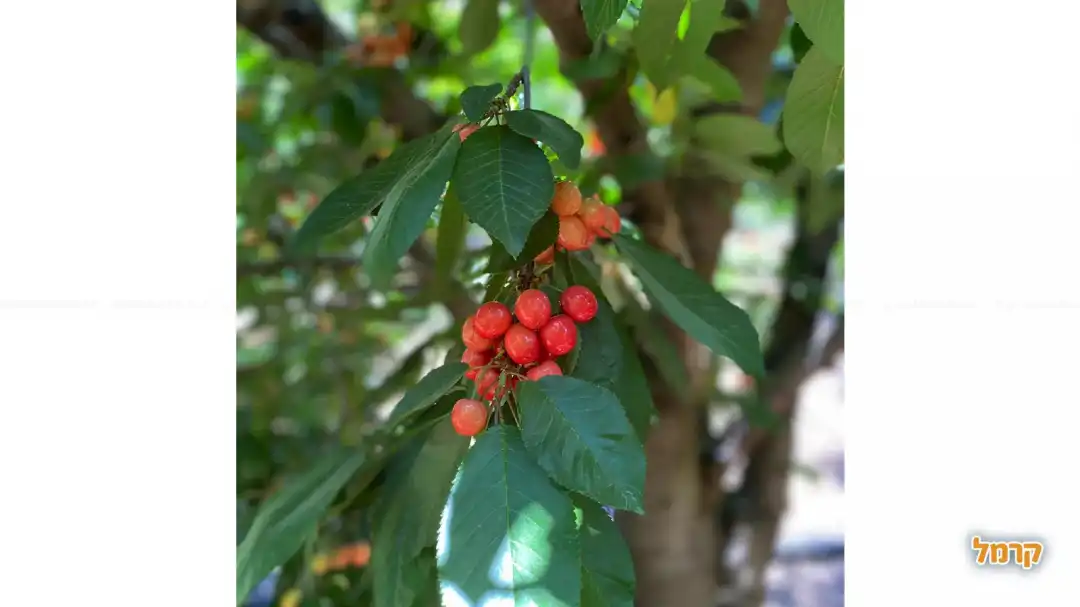 קטיף עצמי ברכת רם