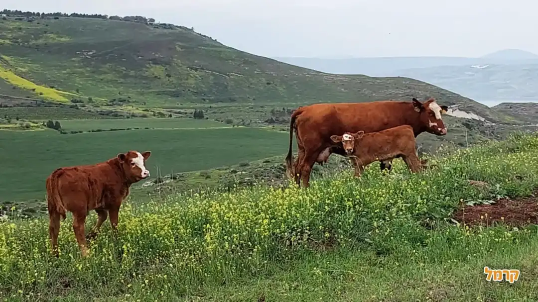 פרות משוטטות בשדות