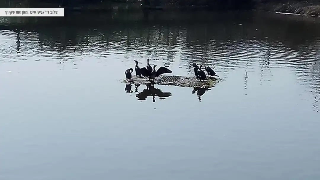 קורמורנים במים