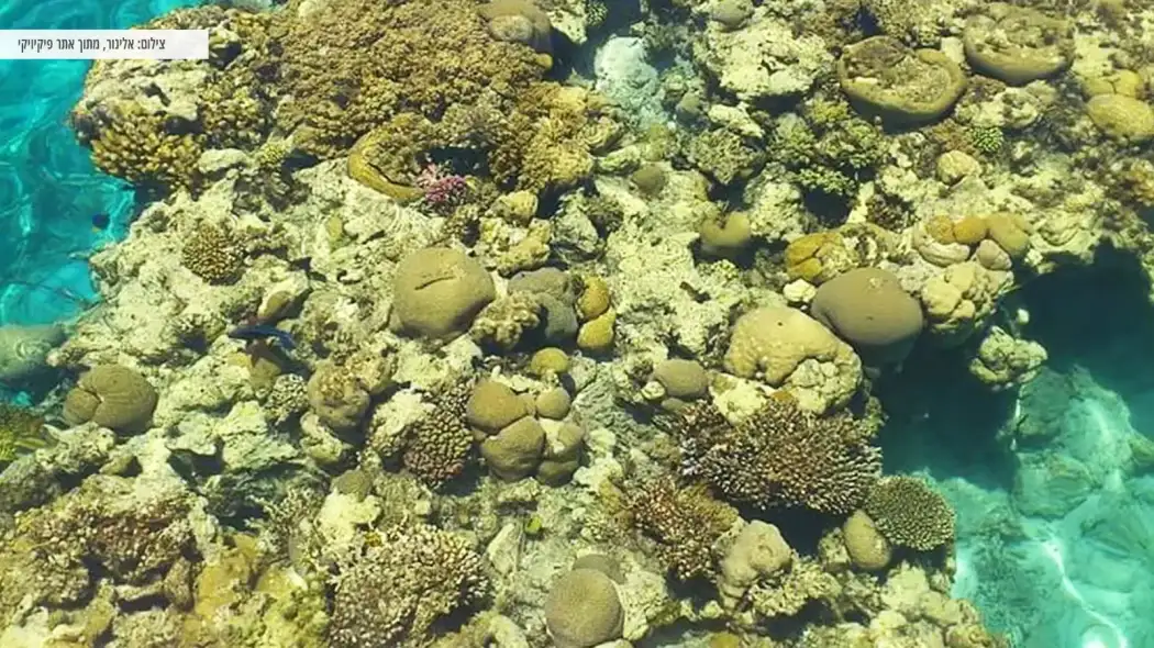 שוניות ואלמוגים בחוף אלמוגים