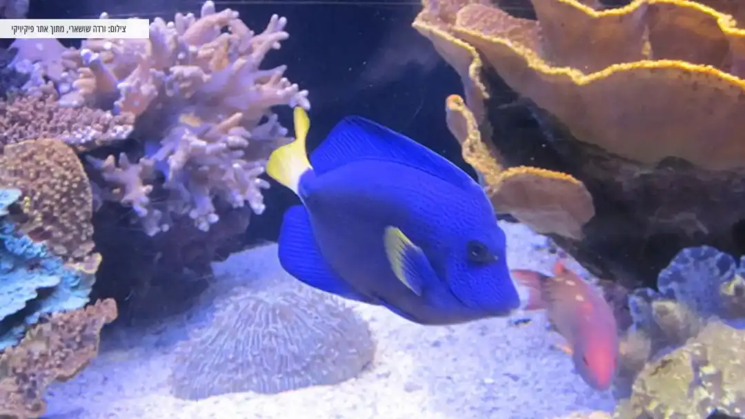 דג בחוף אלמוג