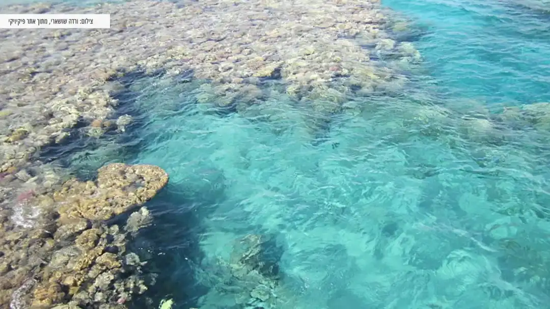 חוף אלמוגים אילת