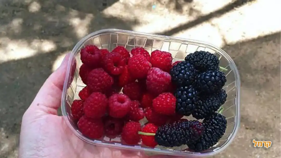 סלסלה עם פירות יער