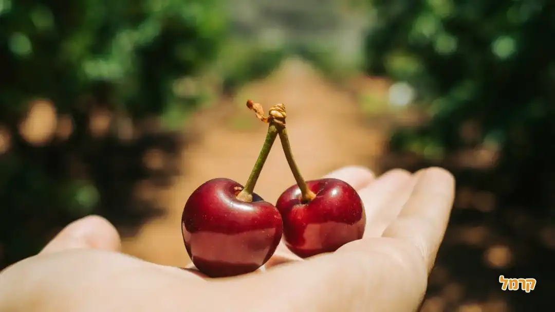 זוג דובדבנים