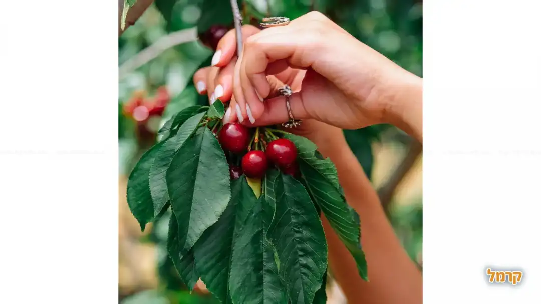 קוטפת דובדבנים ישירות מהעץ
