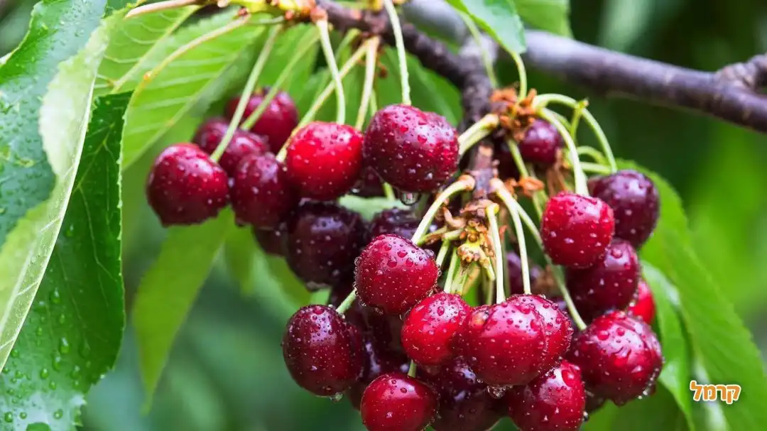 דובדבנים על העץ