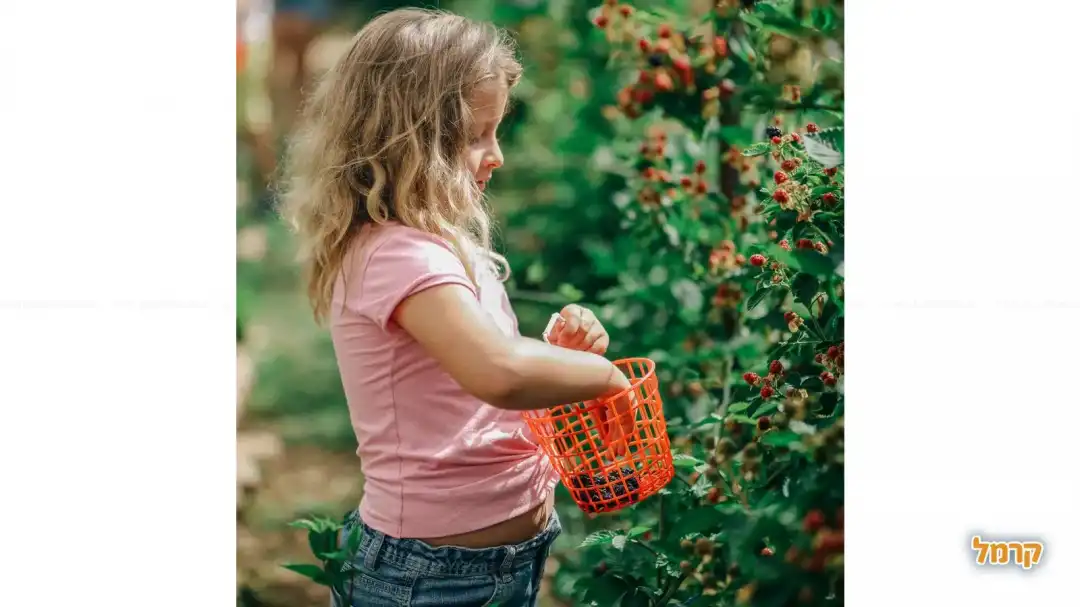 ילדה עם סלסלה קוטפת