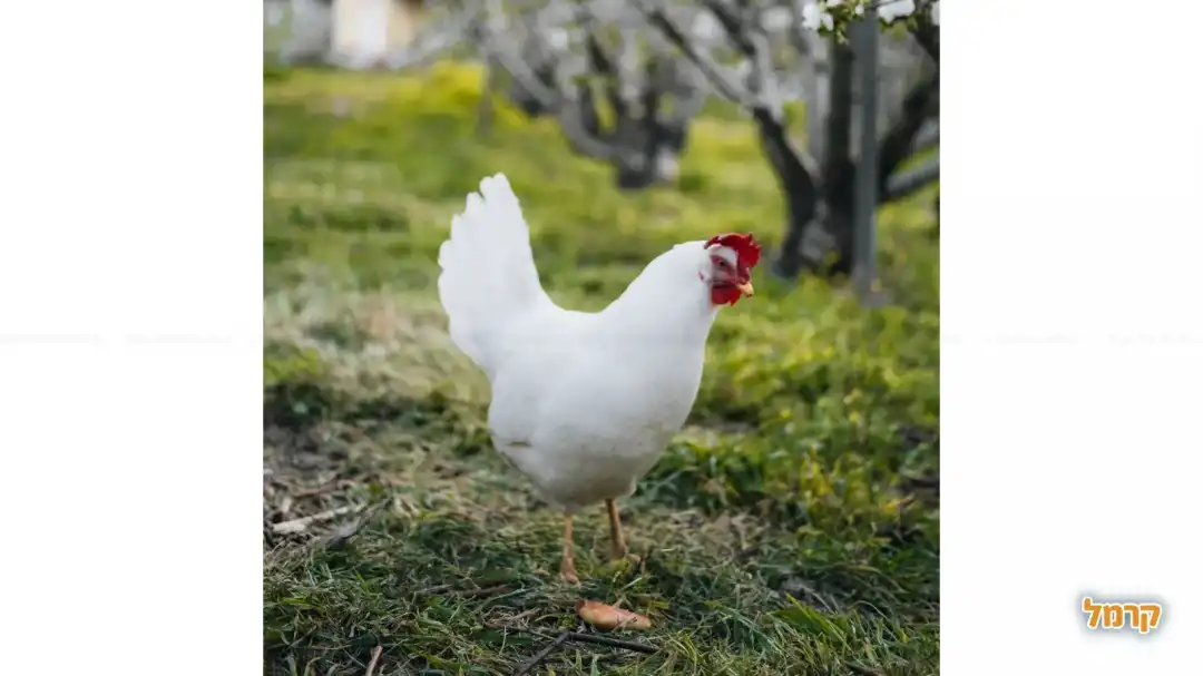 תרנגול מטייל