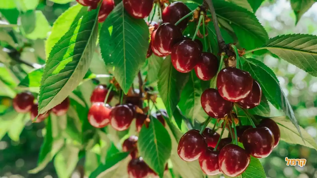 מלא דובדבנים על העץ