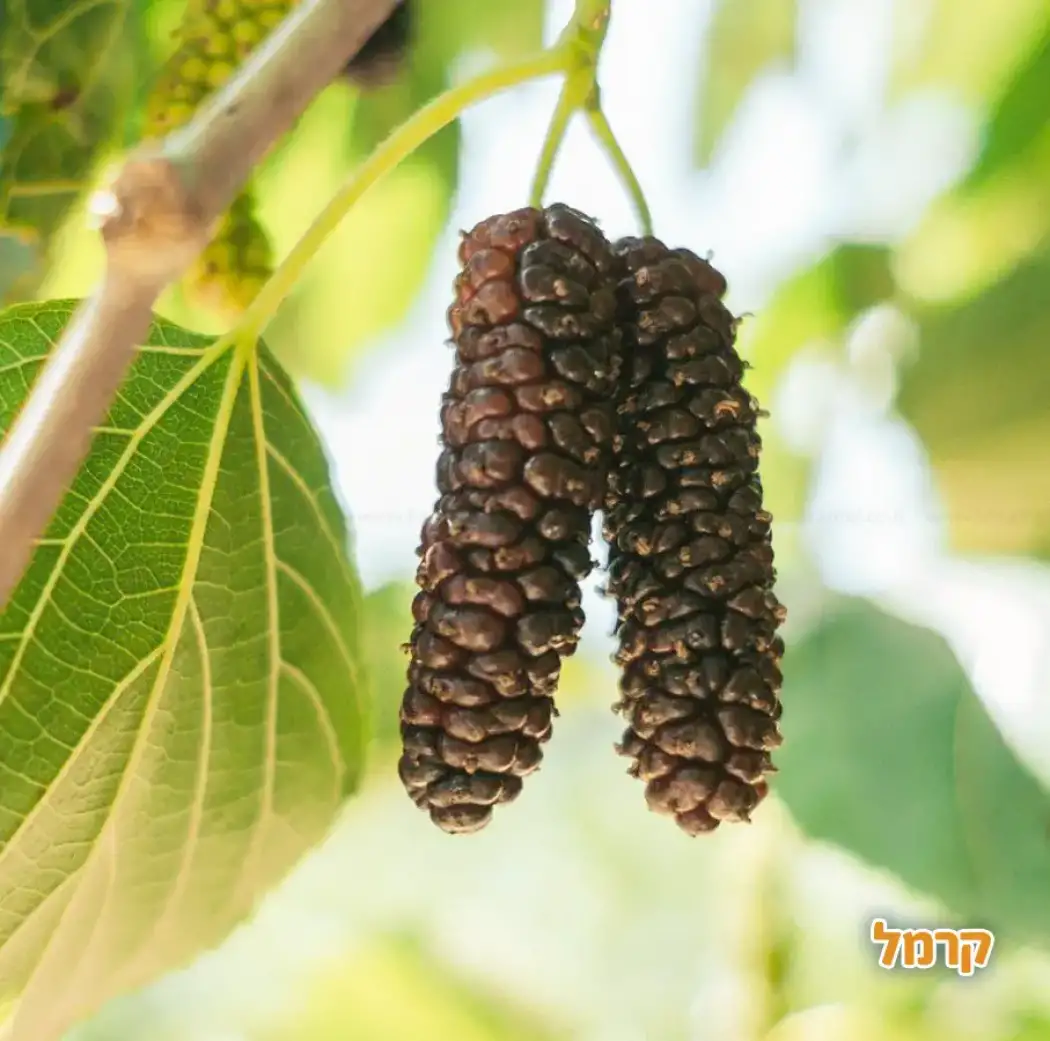 קטיף עצמי נווה אטיב קטיף עצמי נווה אטיב