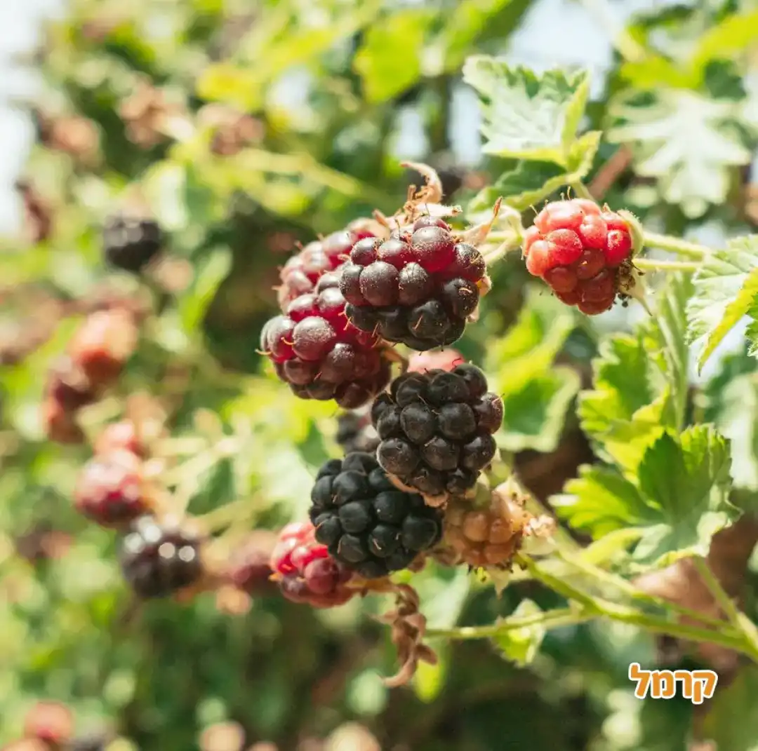 קטיף עצמי נווה אטיב