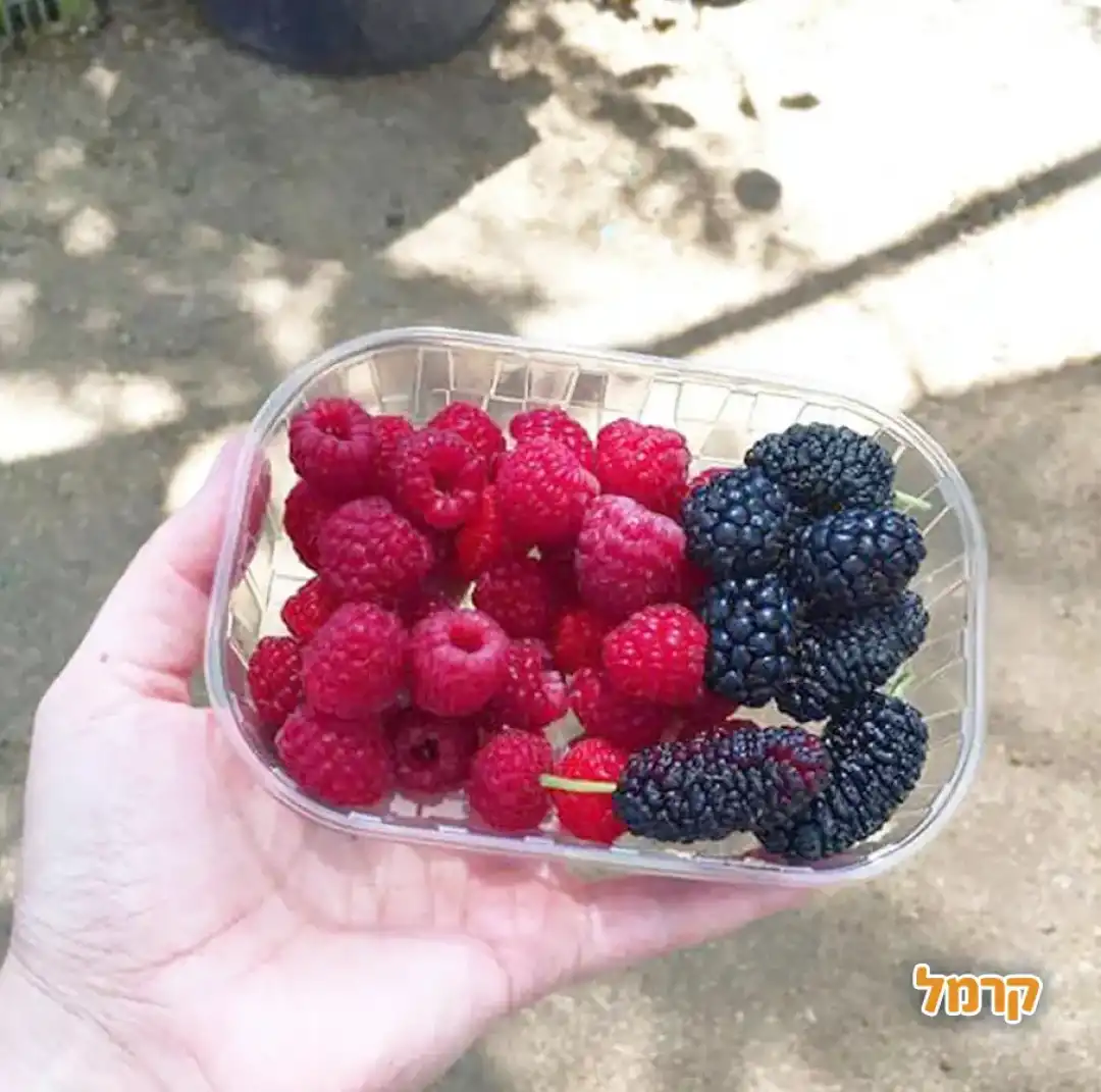 קטיף עצמי נווה אטיב