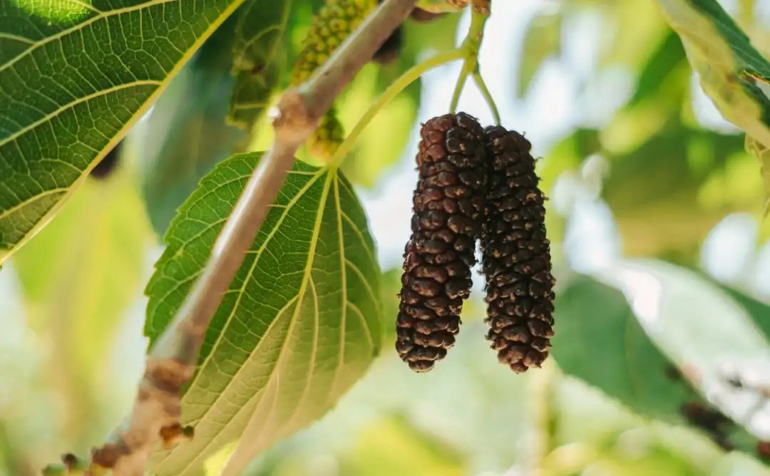קטיף עצמי נווה אטיב
