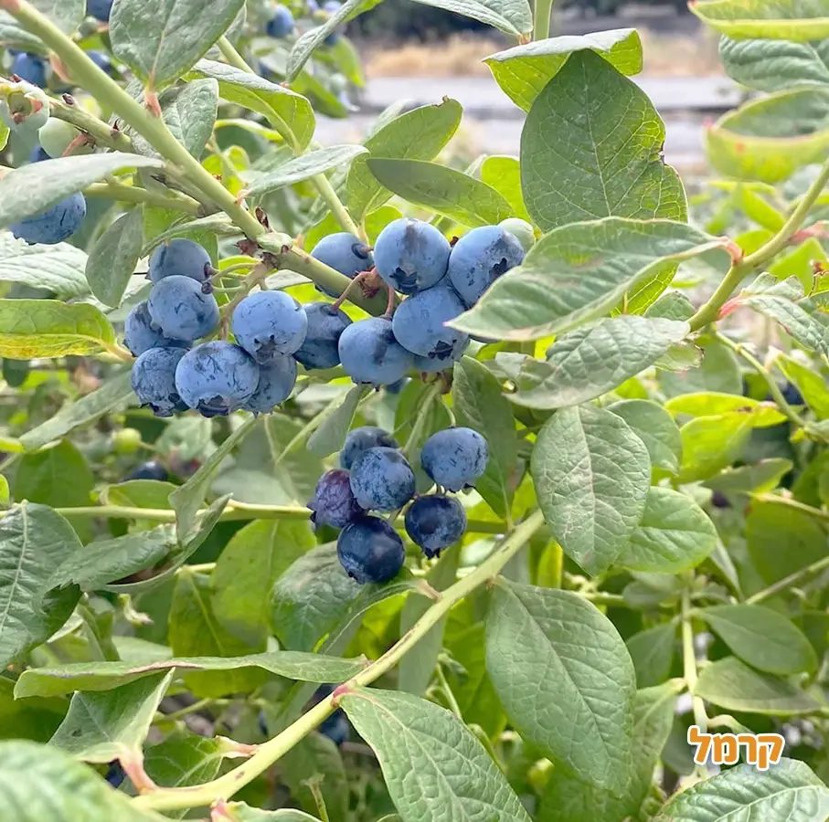 הבוסתן של מוטי