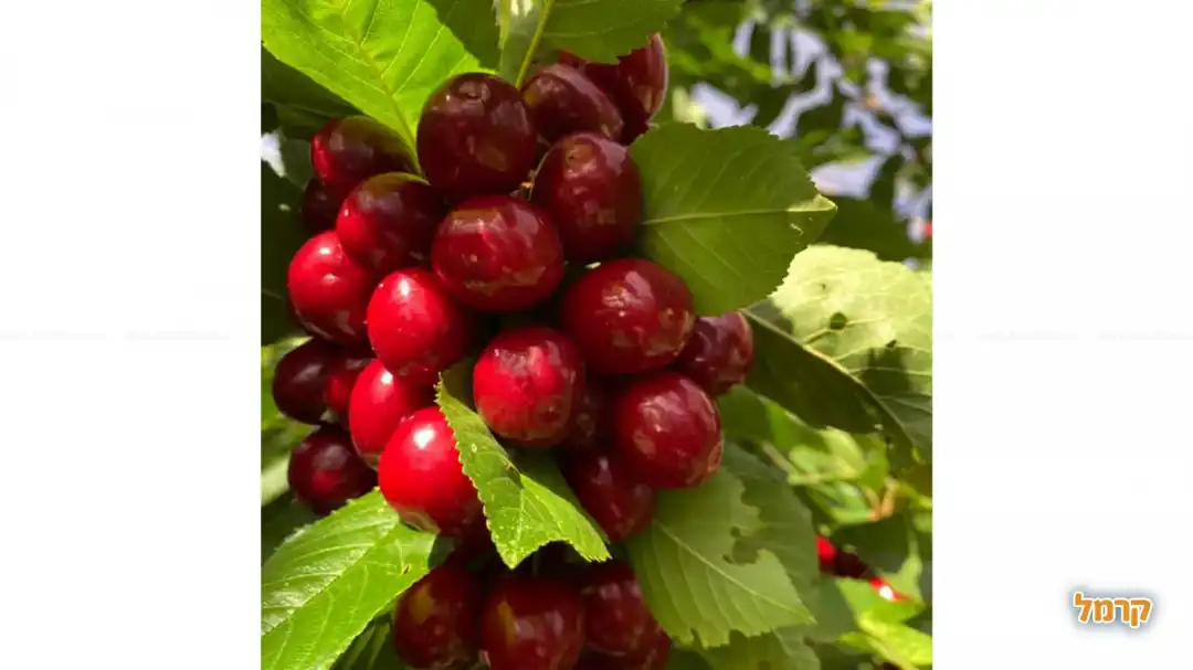 הבוסתן של מוטי