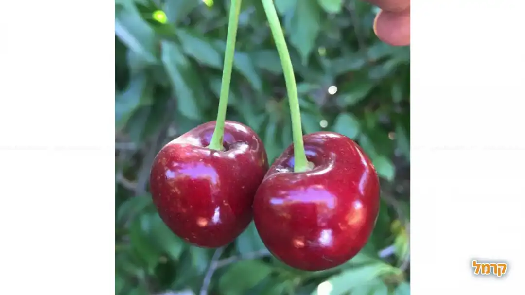 הבוסתן של מוטי