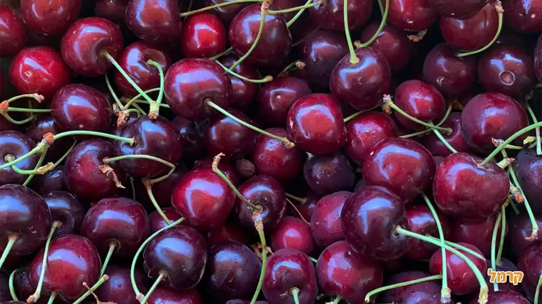 הבוסתן של מוטי