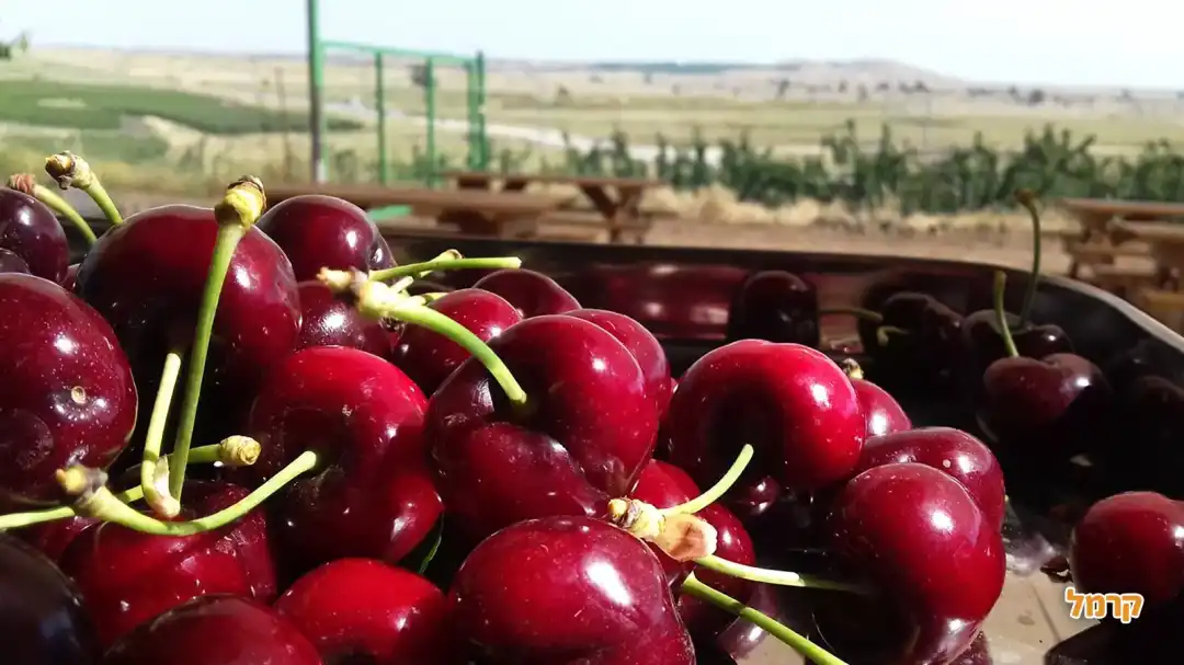 הדובדבן שבגולן