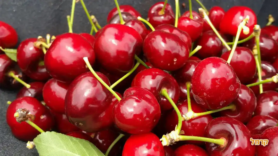 הדובדבן שבגולן